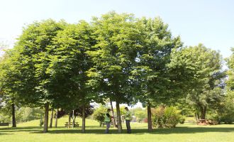 Ağaçlar Bolu Belediyesi’nin koruması altında