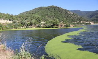 Alg patlaması yaşanan göl yeşil örtüyle kaplandı