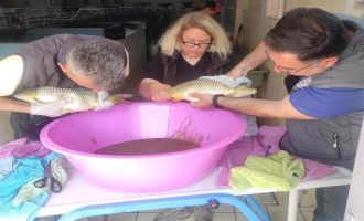 Anaç pullu sazan balıklarının sağımları başladı