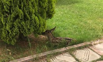 Annesi bulunamayan kızıl geyik koruma altına alındı