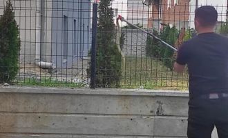 Apartman bahçesindeki tellere çıkan yılan ekipleri harekete geçirdi