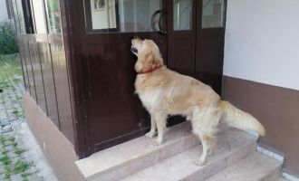 Apartmanın kapısını ağzıyla açan köpek görenleri hayrete düşürüyor