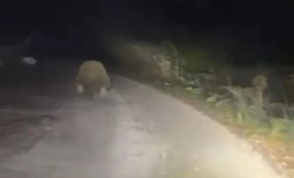 Aracın ışıklarından korkan ayı böyle kaçtı