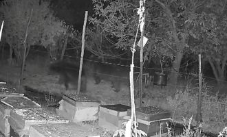 Arı kovanlarına dadanan ayılar elektrikli tellerden geçemedi…