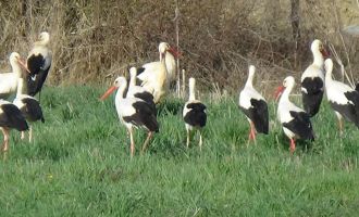 Baharın habercisi olan kuşlar tarlalarda yiyecek arayışında