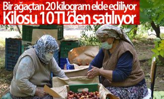 Bir ağaçtan 20 kilogram elde ediliyor, kilosu 10 TL'den satılıyor