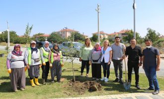 Bolu Belediyesi 1000 adet Türk fındığı fidanı dikecek