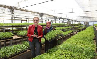 Bolu Belediyesi bu yıl da 500 bin yerli fideyi üreticiyle paylaşacak