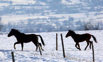 Bolu Belediyesi ekipleri yılkı atları için doğaya yem bıraktı