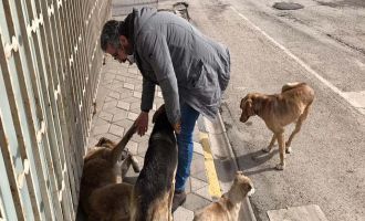 Bolu Belediyesi Gökçesulu hayvan severlerin talebine kayıtsız kalmadı