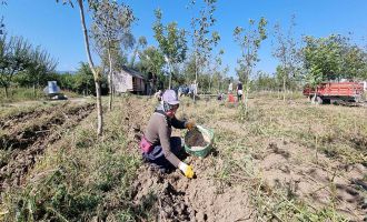 Bolu Belediyesi’nde mor patates hasadı başladı