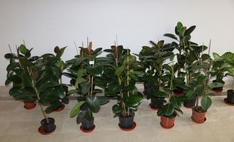 Bolu Belediyesi’nde ‘tebrik çiçekleri’ satışa çıkartılıyor