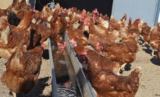 Bolu, Türkiye’de en fazla kümes hayvanına sahip olan ilk 5 il içinde…