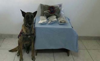 Bolu’da 1 kilo esrarla yakalanan şahıs tutuklandı