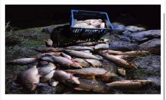 Bolu'da 250 kilo ağırlığındaki 100 canlı sazan balığı kurtarıldı