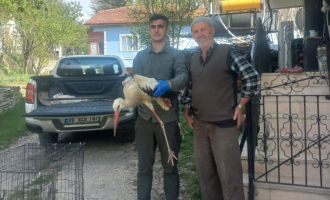 Bolu’da 3 ayda 15 yaban hayvanı tedavi edilerek doğaya salındı