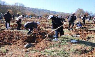 Bolu'da 43 bin 500 fidan toprakla buluştu