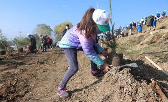Bolu’da 9 bin fidan toprakla buluşturuldu