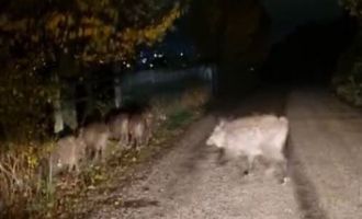 Bolu’da aç kalan domuz sürüsü yola indi......