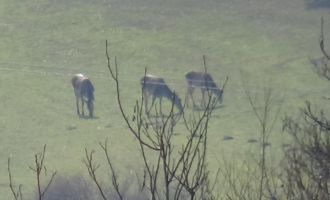 Bolu'da aç kalan geyikler köylere indi......