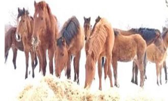 Bolu'da aç kalan yılkı atları beslendi.....