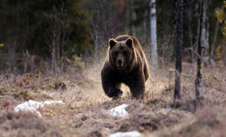 Bolu’da ayıların saldırdığı vatandaş yaralı kurtuldu