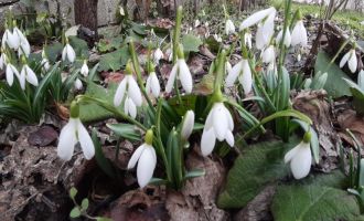 Bolu'da ‘baharın müjdecisi’ kardelenler yüzünü erken gösterdi
