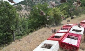 Bolu’da bin 200 keklik doğaya salındı