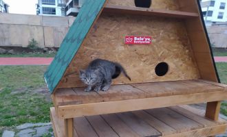 Bolu’da, çöp konteynerine atılan yavru kedi kurtarıldı