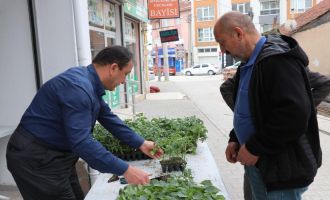 Bolu’da dağıtılan 230 bin fideye yoğun ilgi....