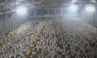 Bolu'da depremde tavukların kaçışma anı kamerada