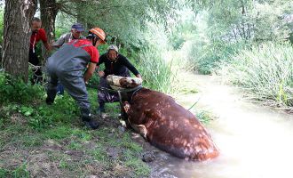 Bolu’da dereye düşen ineği itfaiye ekipleri kurtardı