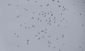 Bolu’da göç eden yüzlerce leylek bir arada görüntülendi