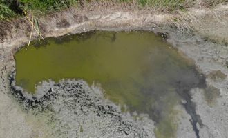 Bolu'da gölet kurudu: Yüzlerce telef olan balık havadan görüntülendi