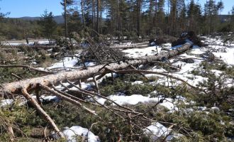 Bolu’da karların erimesi ve fırtına onlarca ağacı devirdi