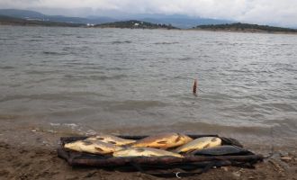 Bolu'da kiloluk sazan balıkları kıyıya vurdu