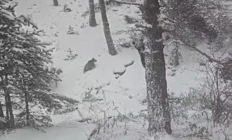 Bolu'da kış uykusuna yatmayan ayılar kameraya yansıdı.....