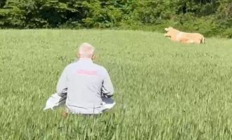 Bolu'da kurbanlık dana tarlaya kaçtı, köylüler seferber oldu.....