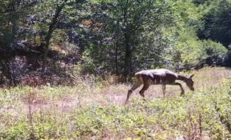 Bolu'da nadir görülen kızıl geyikler görüntülendi