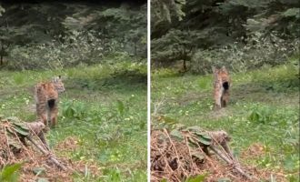 Bolu'da, nesli tükenmekte olan vaşak görüntülendi......