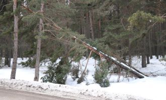 Bolu’da onlarca çam ağacı kökünden devrildi