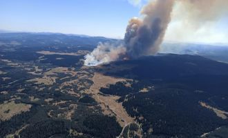 Bolu'da orman yangını……