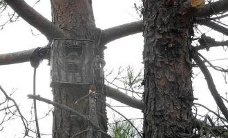 Bolu’da ormanlar yapay zeka fotokapanlarla korunuyor...