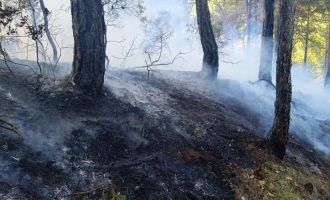Bolu'da örtü yangını: 1 hektar zarar gördü......