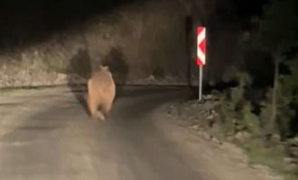 Bolu’da otomobil gören ayı korkup böyle kaçtı