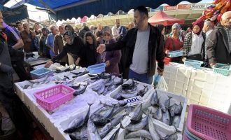 Bolu'da palamut ve hamsiye yoğun ilgi: Tezgahlarda metrelerce kuyruk oluştu