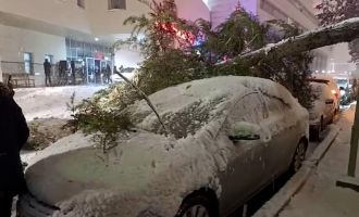 Bolu'da park halindeki araçların üzerine ağaç devrildi