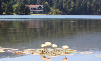 Bolu’da, tabiat parklarındaki nilüferleri koparanlara 160 bin lira ceza