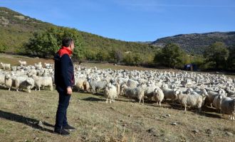 Bolu'da tiftik keçisine 3 milyon liralık destek