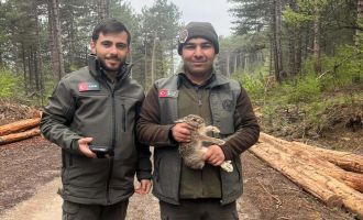 Bolu'da tomrukların arasına sıkışan yavru tavşanı ormancılar kurtardı